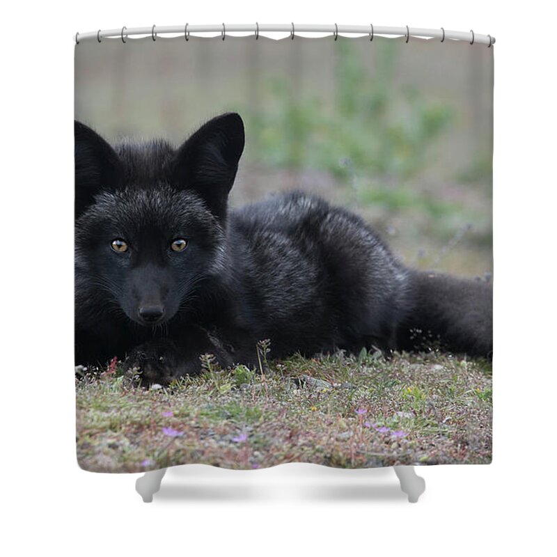 Fox Shower Curtain featuring the photograph Here's looking at you by Elvira Butler