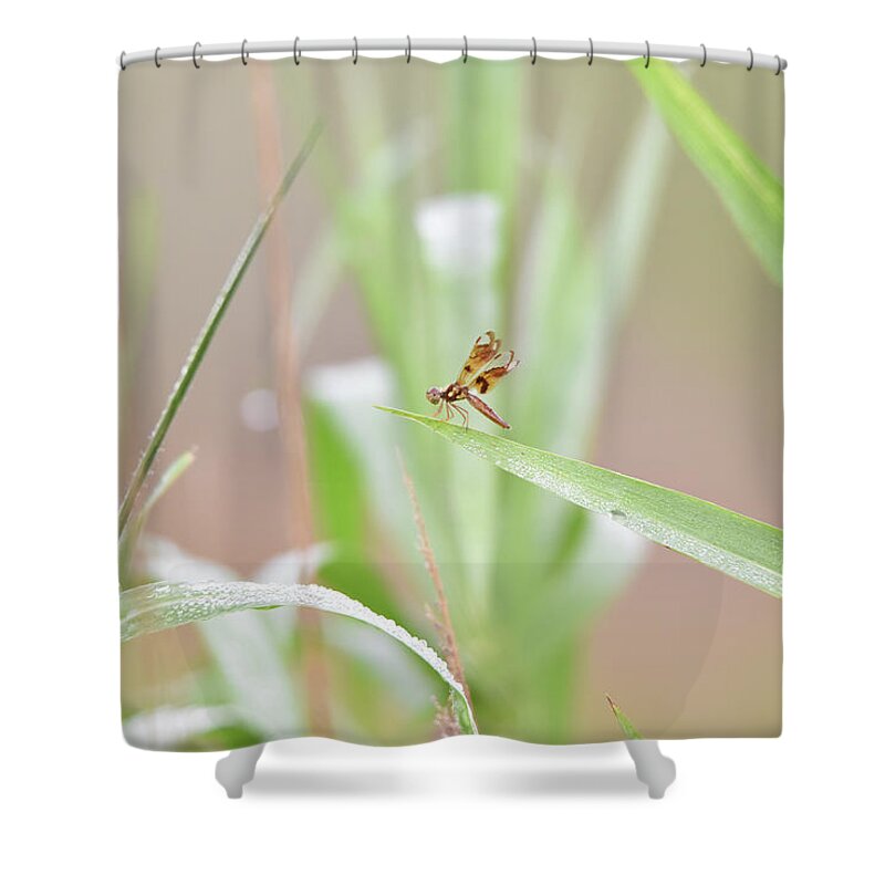 Dragonfly Shower Curtain featuring the photograph Tiny Dragonfly on Grass with a Pinkish Background by Artful Imagery