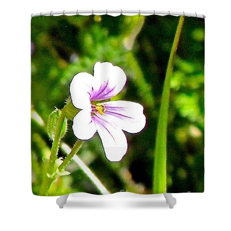 Tiny Little Flower On That Big Foothill Ranch Shower Curtain featuring the photograph Tiny little Wildflower by Phyllis Kaltenbach