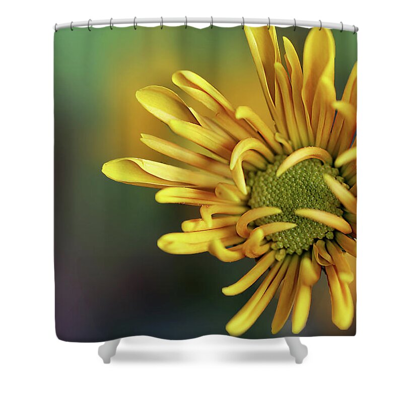 Chrysanthemum Shower Curtain featuring the photograph Tiny Miracles by Vanessa Thomas