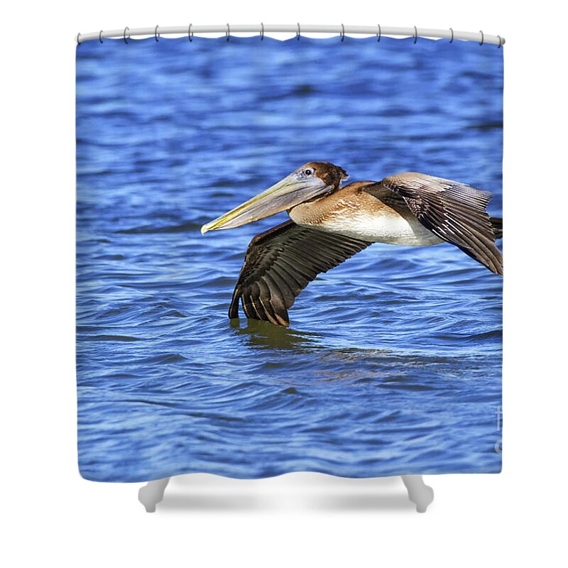 Pelican Shower Curtain featuring the photograph Tip Dippin by Gulf Coast Aerials -