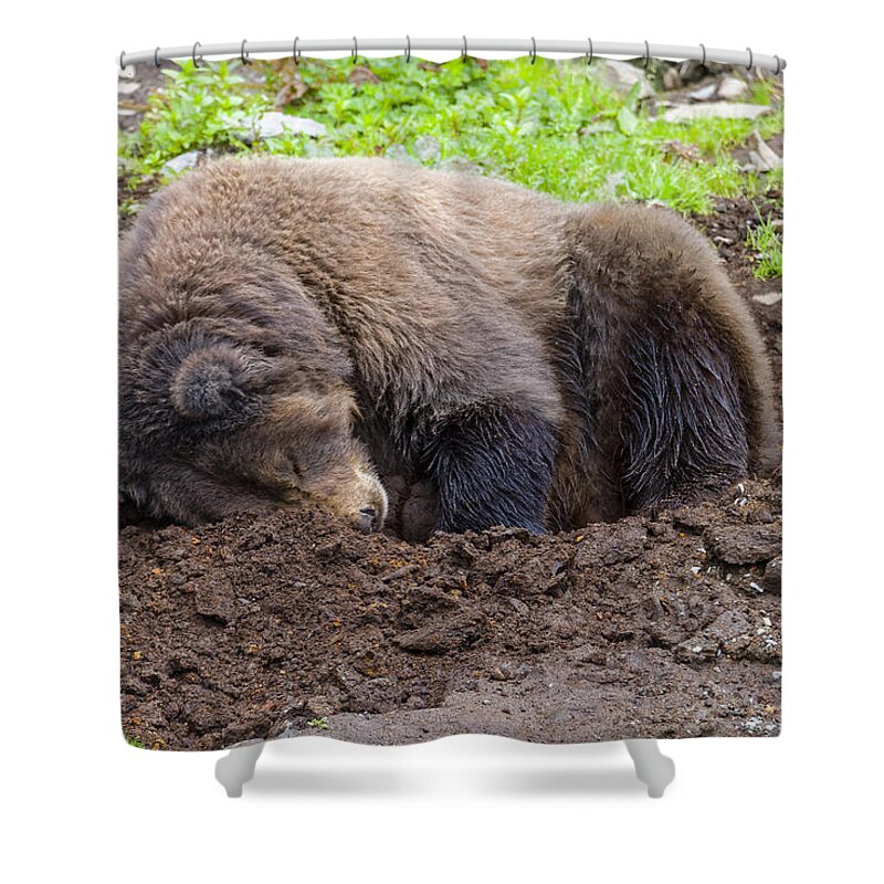 Wildlife. Brown Bear Shower Curtain featuring the photograph Tired by Harold Piskiel