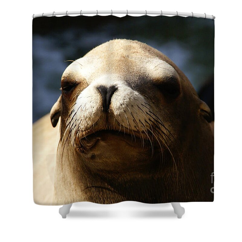 Eared Seal Shower Curtain featuring the photograph To Bask in Royal Sun by Linda Shafer