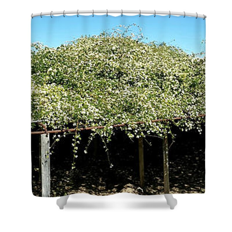 White Lady Banksia Rose Shower Curtain featuring the painting Tombstone Rose Bush by Kume Bryant