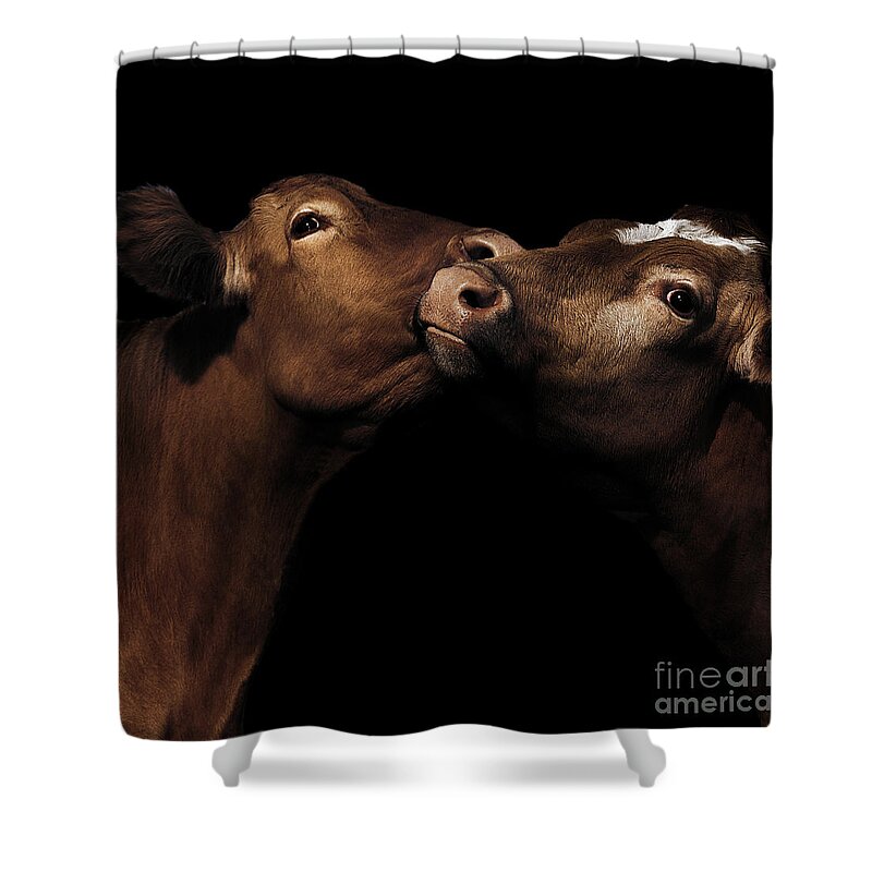 C Paul Davenport Shower Curtain featuring the photograph Toned Down Bovine Affection by Paul Davenport