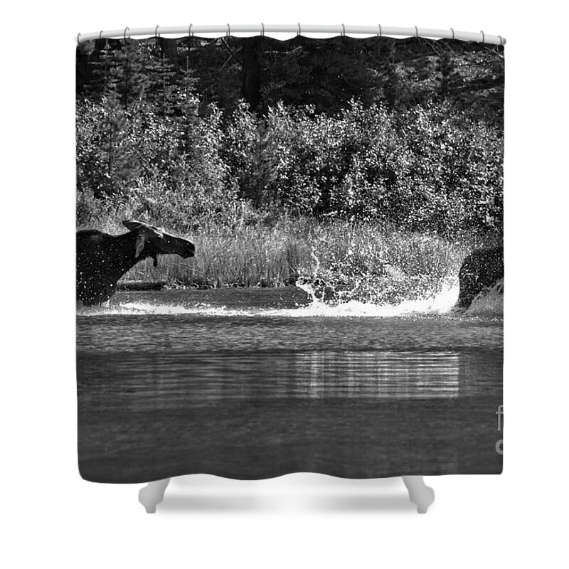 Moose Shower Curtain featuring the photograph Too Close For Comfort Black And White by Adam Jewell