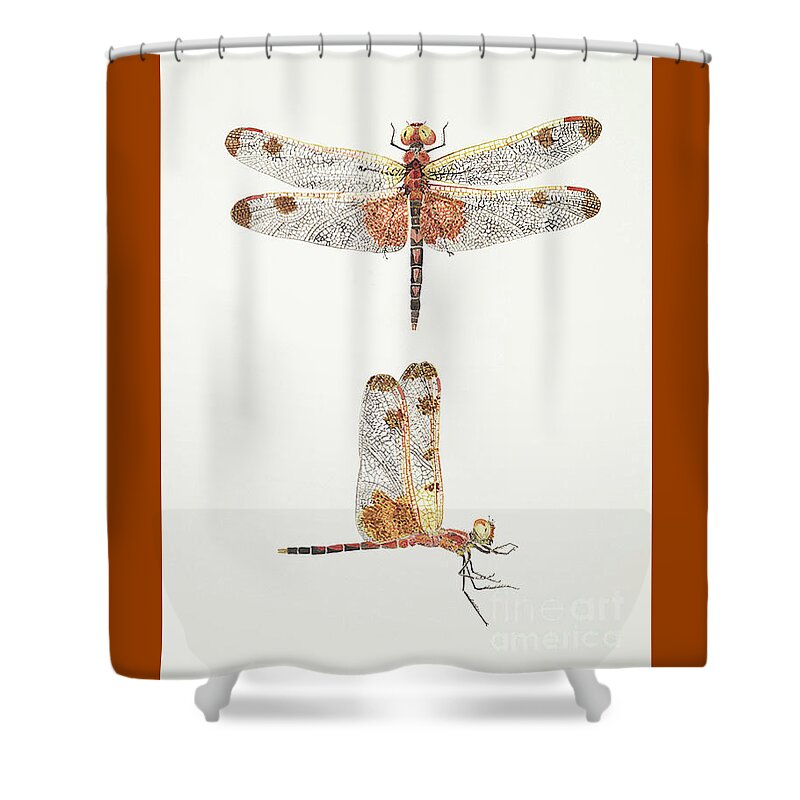 Dragonfly Butterfly Thom Glace Garden Insect Flowers Dragon Shower Curtain featuring the painting Top and Side Views of a Male Calico Pennant Dragonfly by Thom Glace