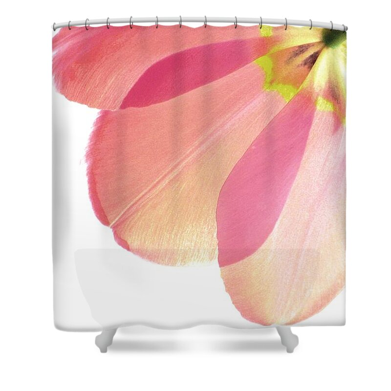 Mauve Tulips Shower Curtain featuring the photograph Topsy Turvy Tulip by Angela Davies