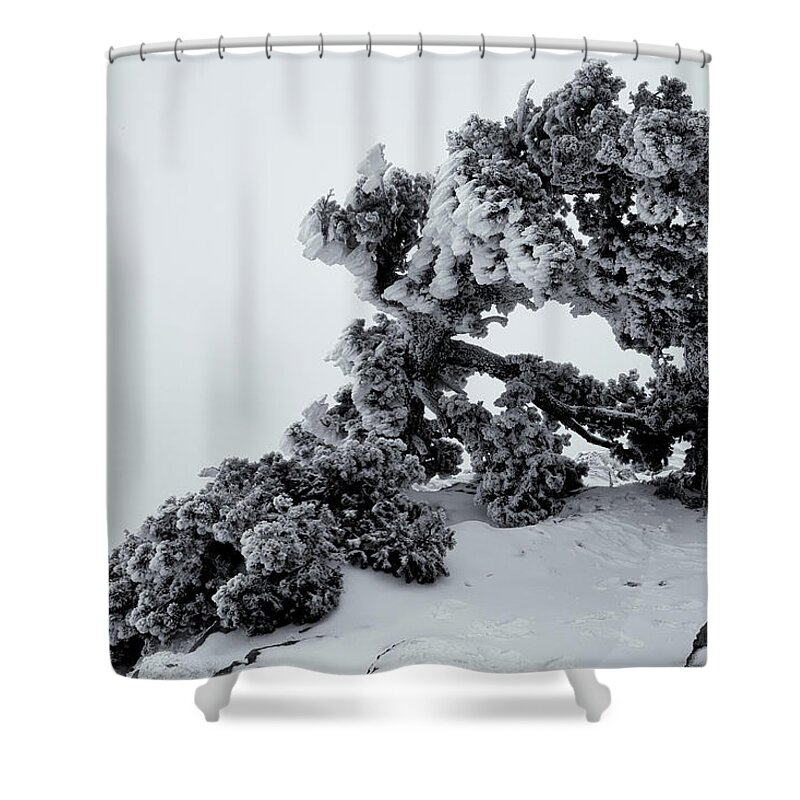 Albuquerque Shower Curtain featuring the photograph Tortured Juniper by Alan Vance Ley