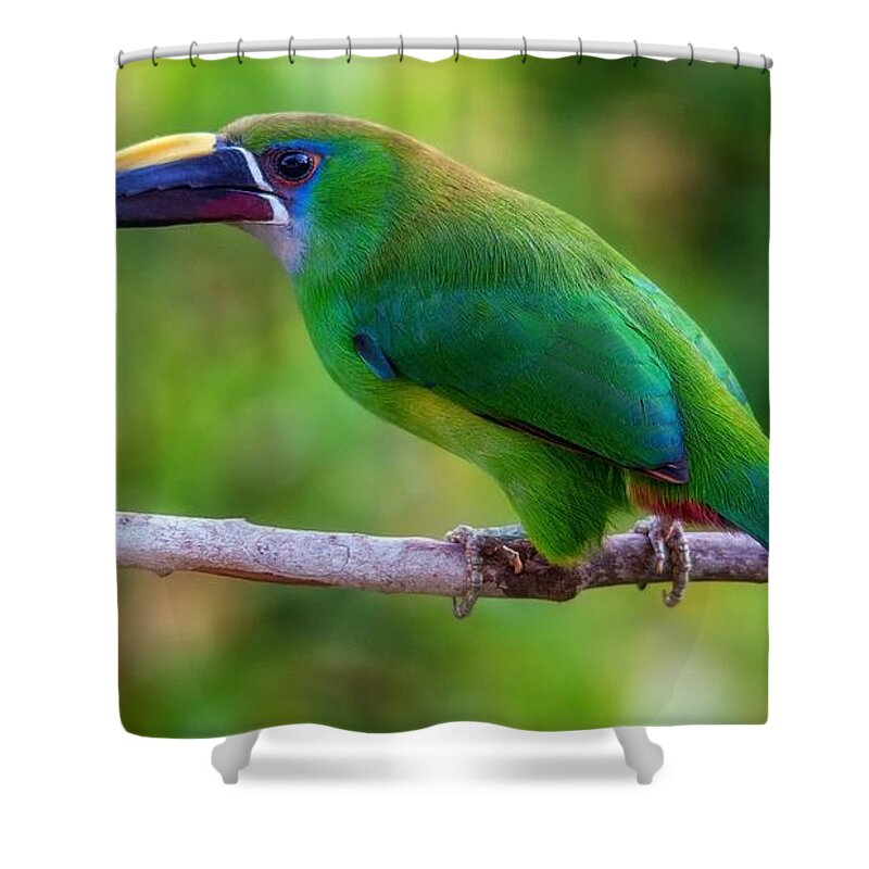 Toucan Shower Curtain featuring the photograph Toucan by Jackie Russo