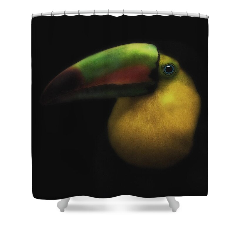 Toucans Shower Curtain featuring the photograph Toucan On Black by Pat Abbott