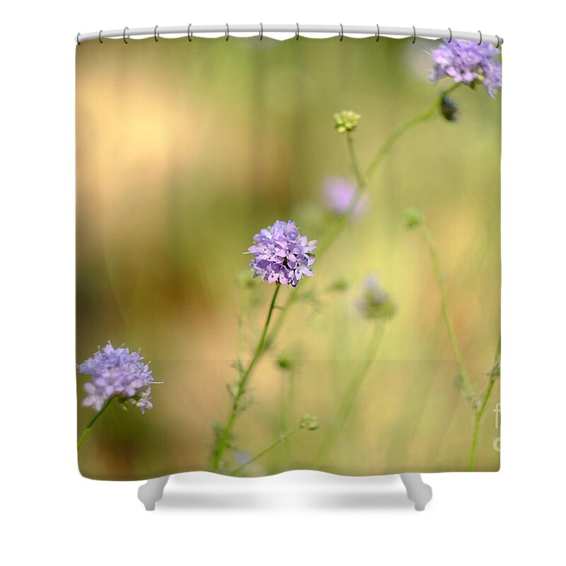 Globe Gilia Shower Curtain featuring the photograph Touch of Lavender Light by Parrish Todd