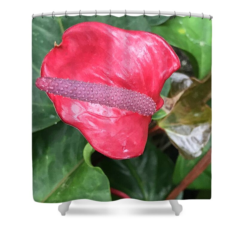 Plants Shower Curtain featuring the photograph Touch of Red by Jean Wolfrum