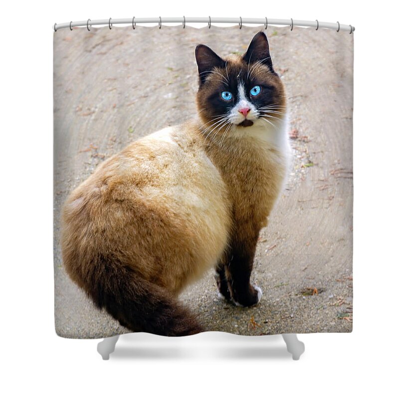 Watch Shower Curtain featuring the photograph Touch of Siamese by LeeAnn McLaneGoetz McLaneGoetzStudioLLCcom