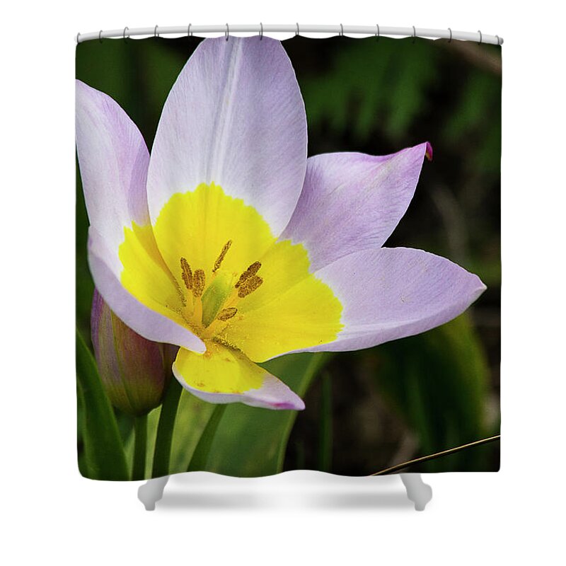 Yellow Shower Curtain featuring the photograph Touch of Yellow by Morgan Wright