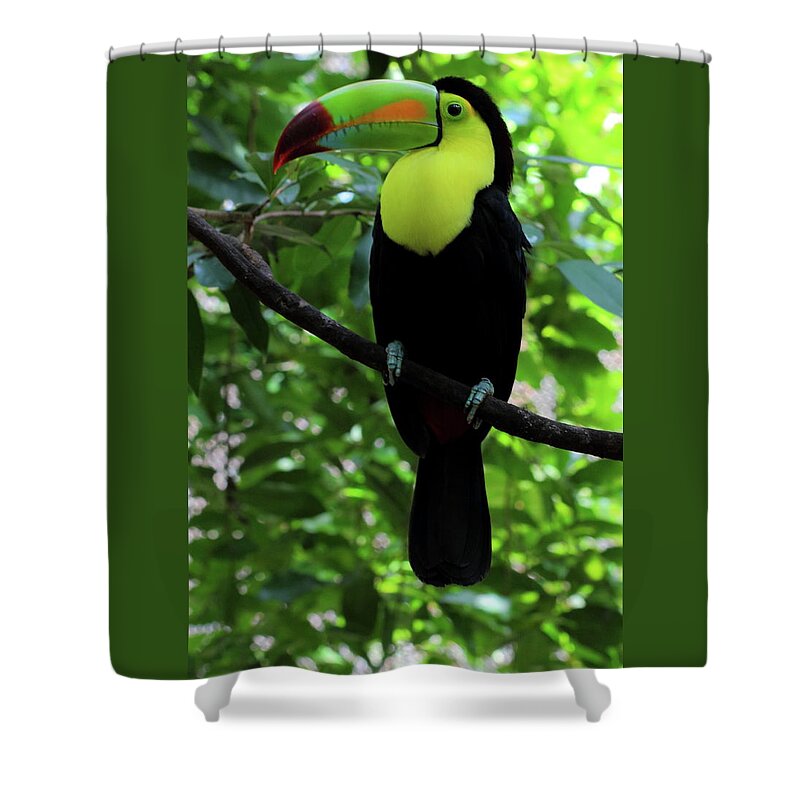 Birds Shower Curtain featuring the photograph Toucons, Maya Riviera, Mexico by Robert McKinstry