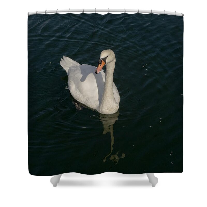 Swan Shower Curtain featuring the photograph Tour de Swan. Deux. by Elena Perelman