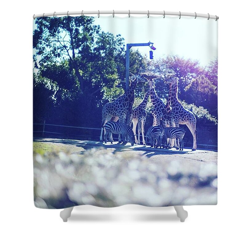  Shower Curtain featuring the photograph Traffic Stop For The Animals by Aleck Cartwright