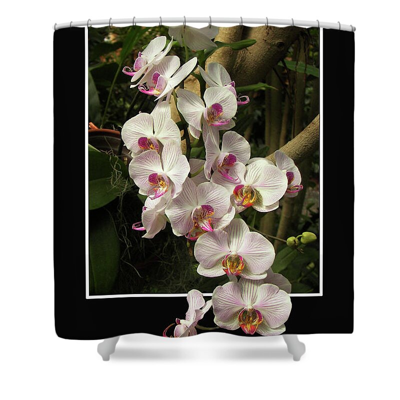 Pop Out Shower Curtain featuring the photograph Trailing Orchids by Jerry Griffin