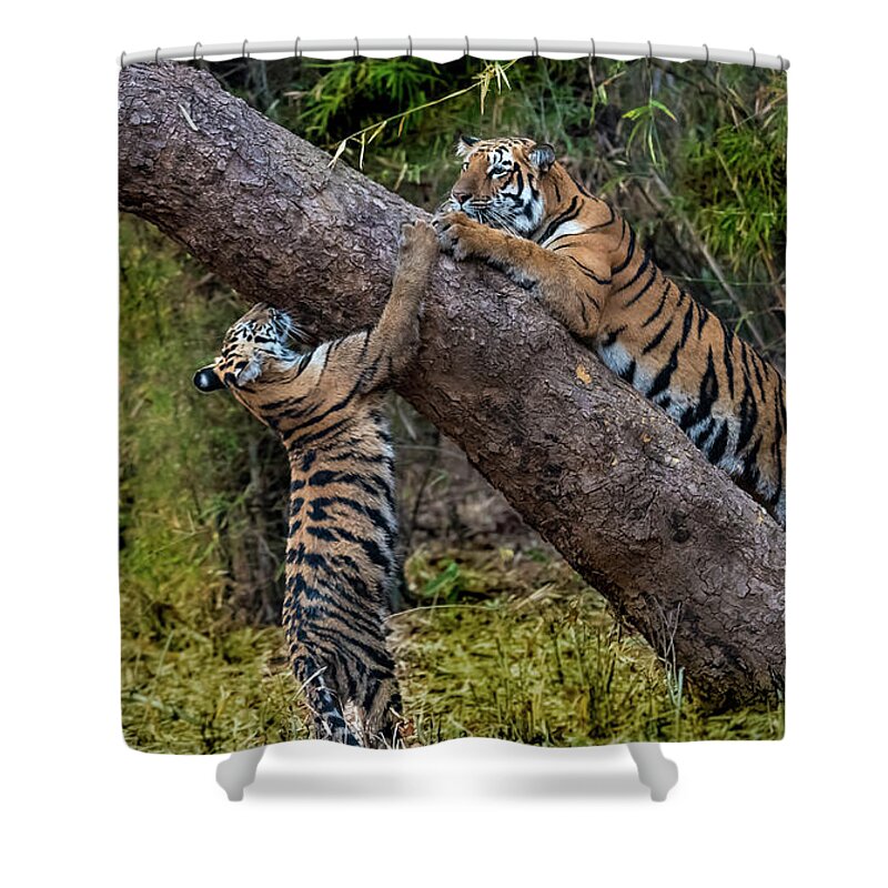 Tiger Shower Curtain featuring the photograph Training Session by Pravine Chester