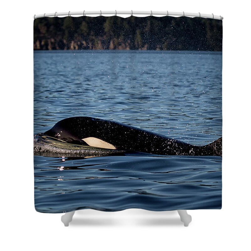 Orca Shower Curtain featuring the photograph Transient by Randy Hall