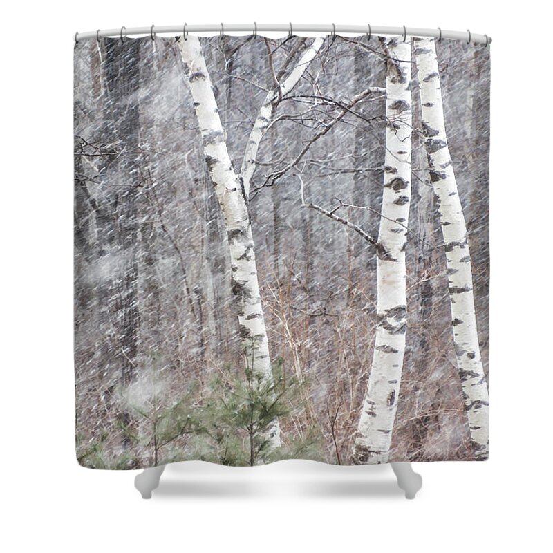 Birch Trees Shower Curtain featuring the photograph Transition, Spring Squall 3 - by Julie Weber