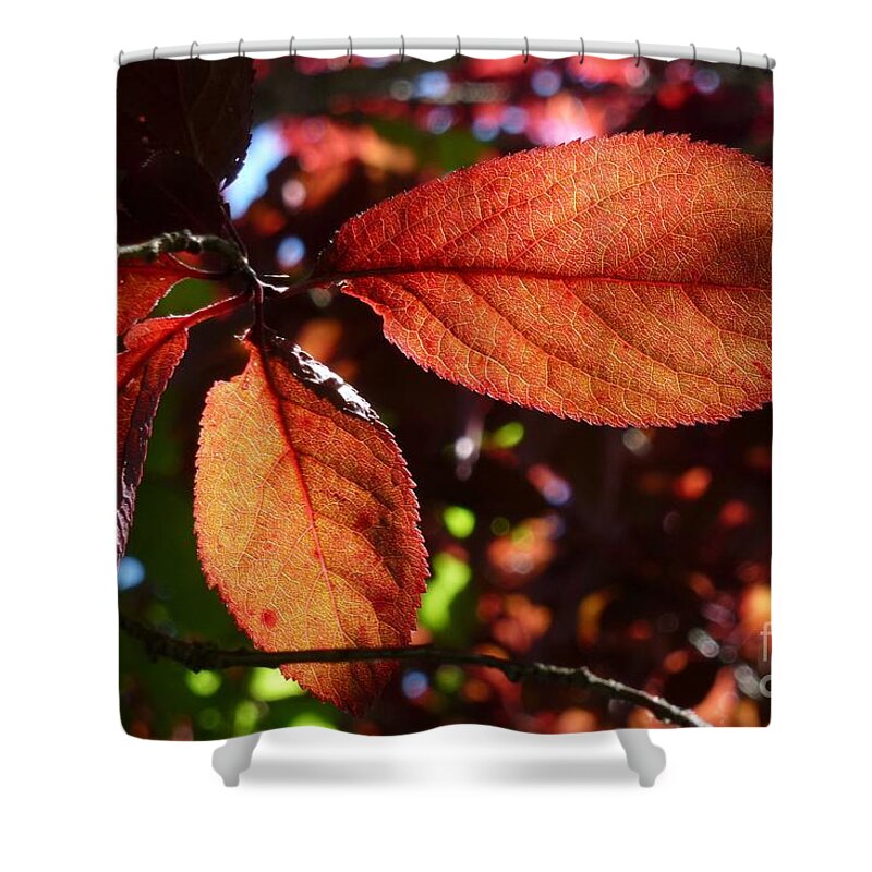 Abstract Shower Curtain featuring the photograph Transparence 17 by Jean Bernard Roussilhe