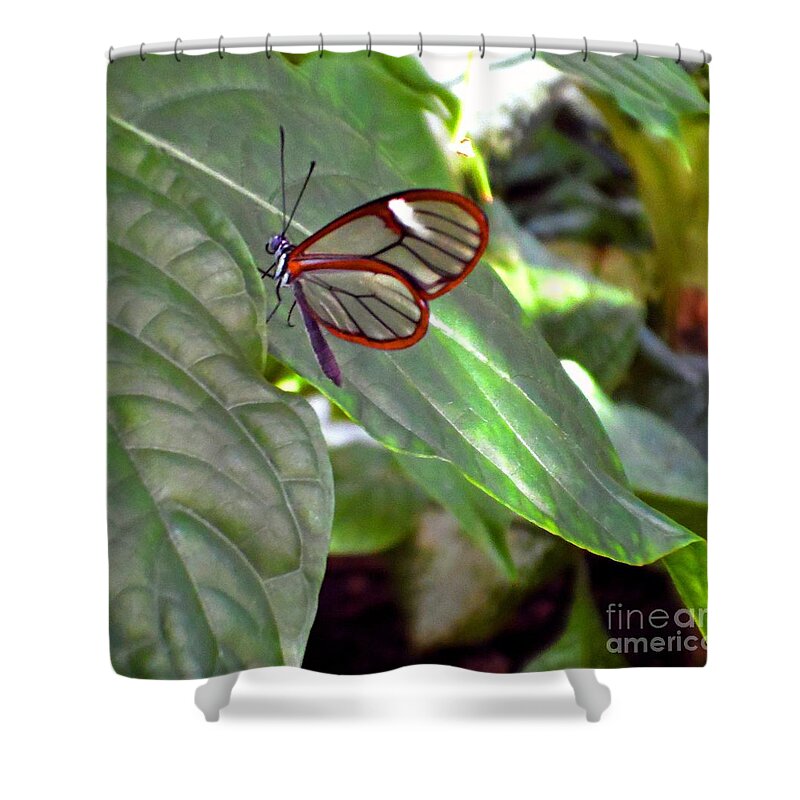 Butterfly Shower Curtain featuring the photograph Transparency by Christina A Pacillo