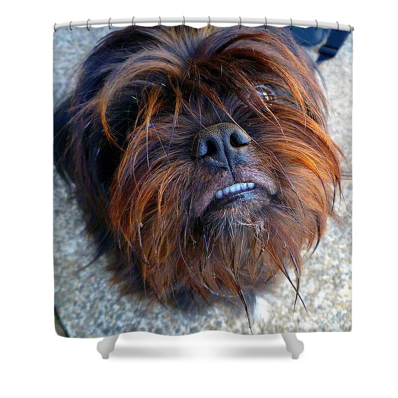 Dog Shower Curtain featuring the photograph Treat????? by Jean Evans