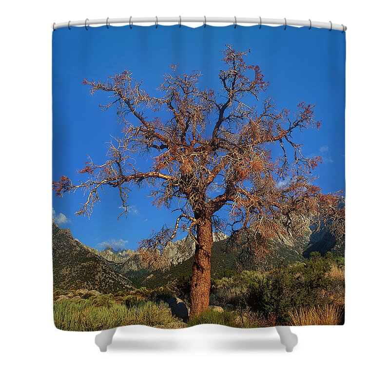 Dave Welling Shower Curtain featuring the photograph Tree Frames The Sierras Alabama Hills California by Dave Welling