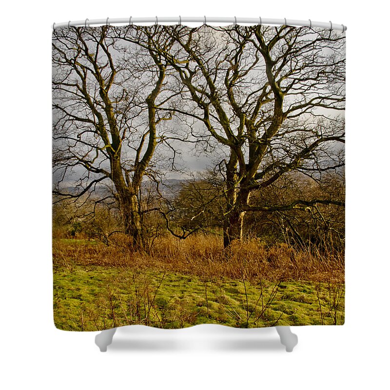 Tree Shower Curtain featuring the photograph Tree friendship. by Elena Perelman