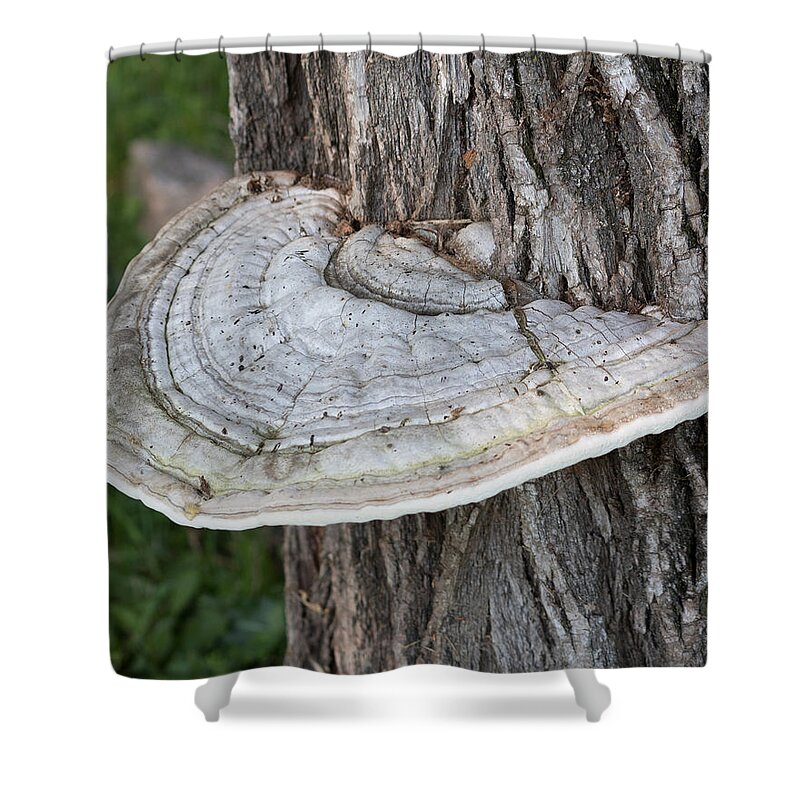 Fungus Shower Curtain featuring the photograph Tree Fungus by Marc Champagne