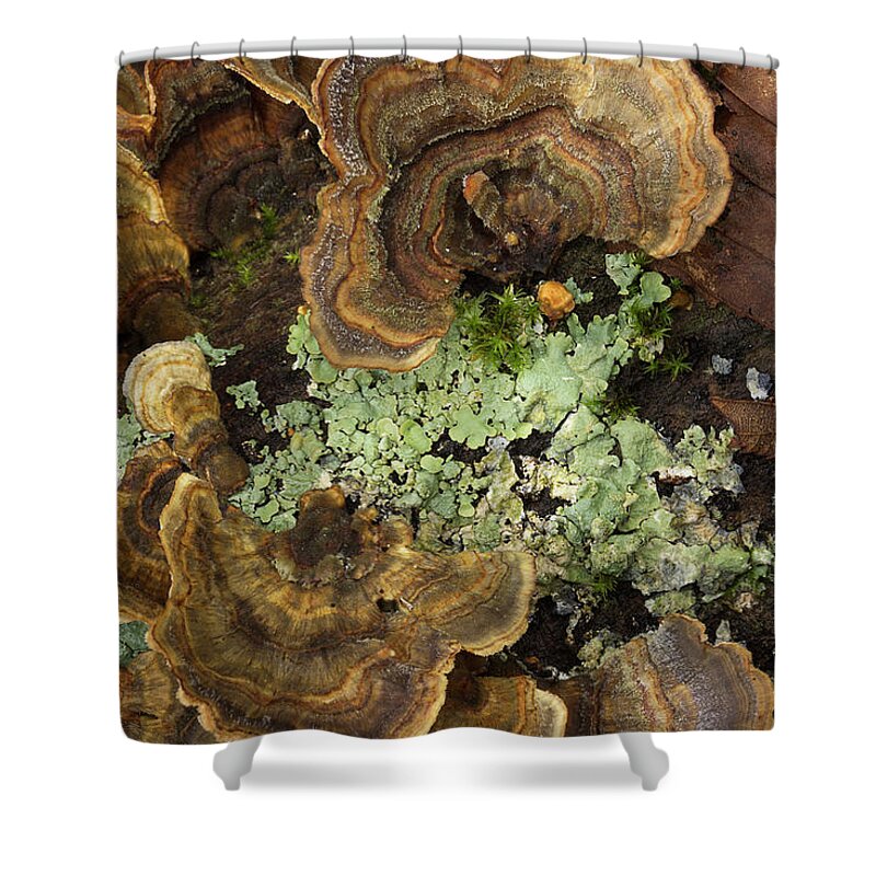 Fungus Shower Curtain featuring the photograph Tree Fungus by Mike Eingle