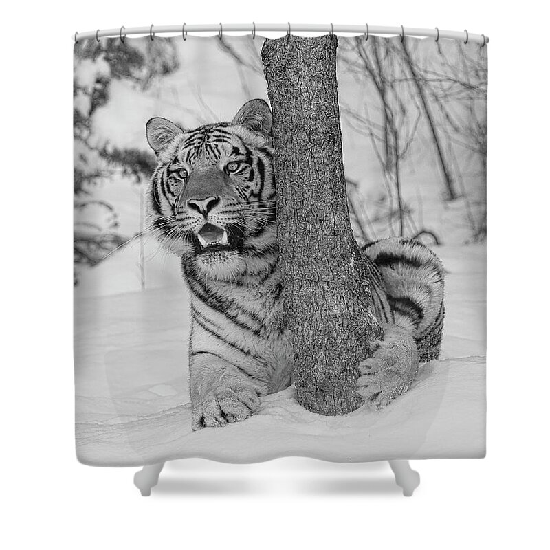 Tiger Shower Curtain featuring the photograph Tree Hugger by Steve McKinzie