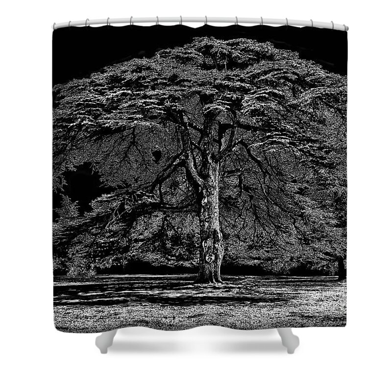 Tree Shower Curtain featuring the photograph Tree in England by Walt Foegelle