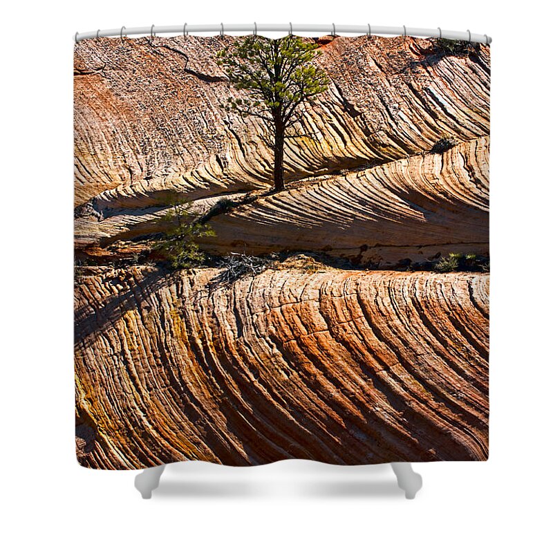 Zion Shower Curtain featuring the photograph Tree In Flowing Rock by Christopher Holmes