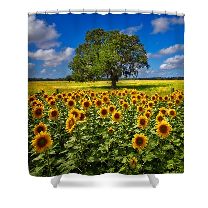 Clouds Shower Curtain featuring the photograph Tree in the Sunflower Field by Debra and Dave Vanderlaan