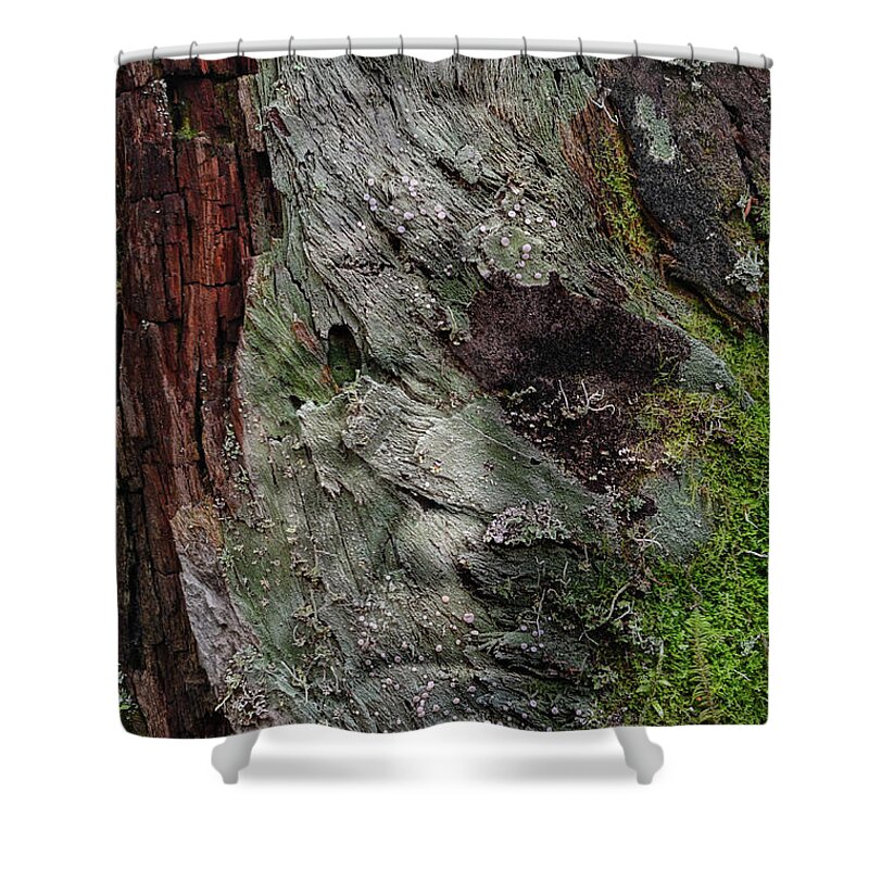 Trees Shower Curtain featuring the photograph Tree Memories # 38 by Ed Hall