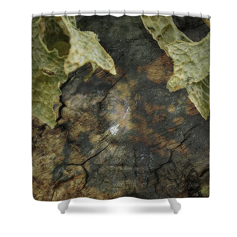 Trees Shower Curtain featuring the photograph Tree Memories # 7 by Ed Hall