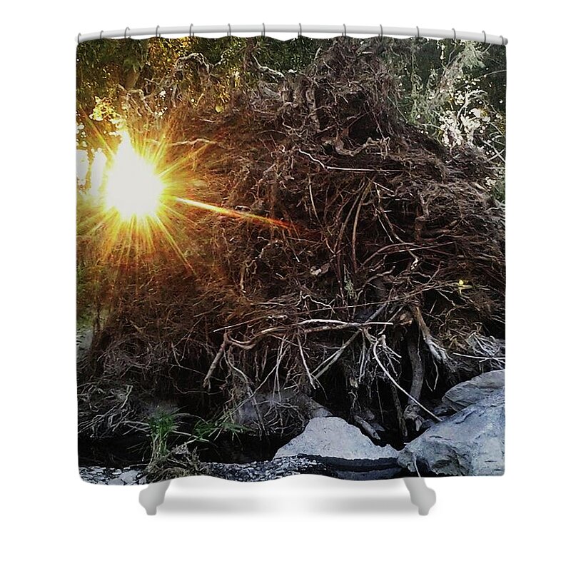 Tree Roots Shower Curtain featuring the photograph Tree Roots by Julie Rauscher
