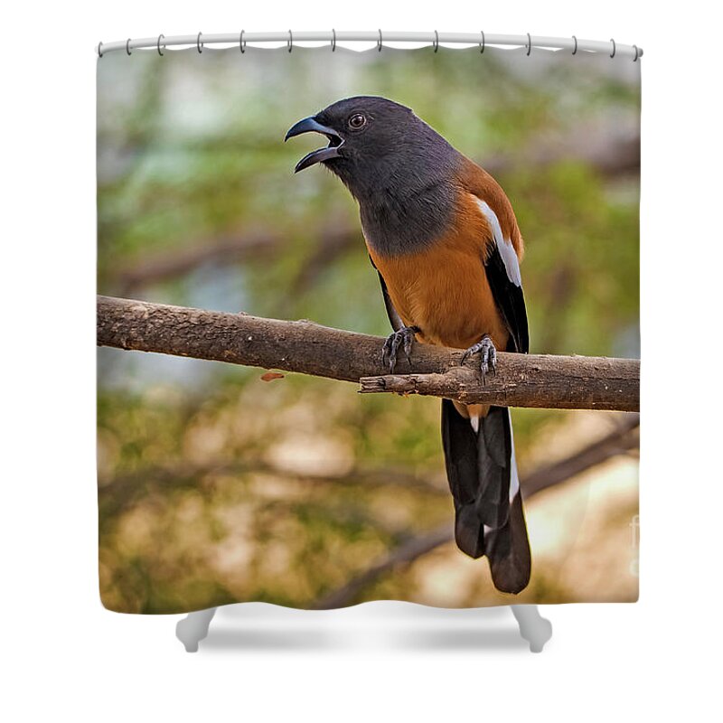 Bird Shower Curtain featuring the digital art Treepie Calling by Pravine Chester