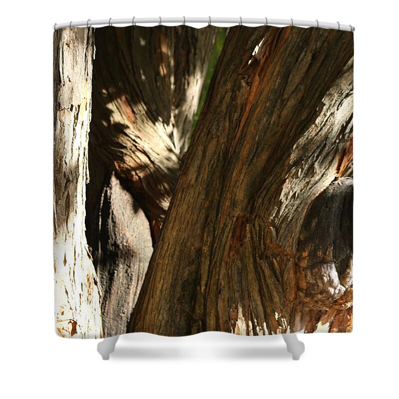 Trees Shower Curtain featuring the photograph Trees Trunks by Michele Wilson