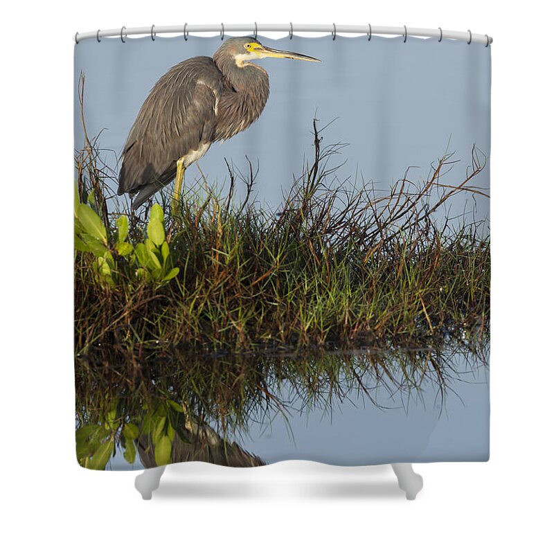Tri-colored Shower Curtain featuring the photograph Tri-Colored Heron and reflection by David Watkins
