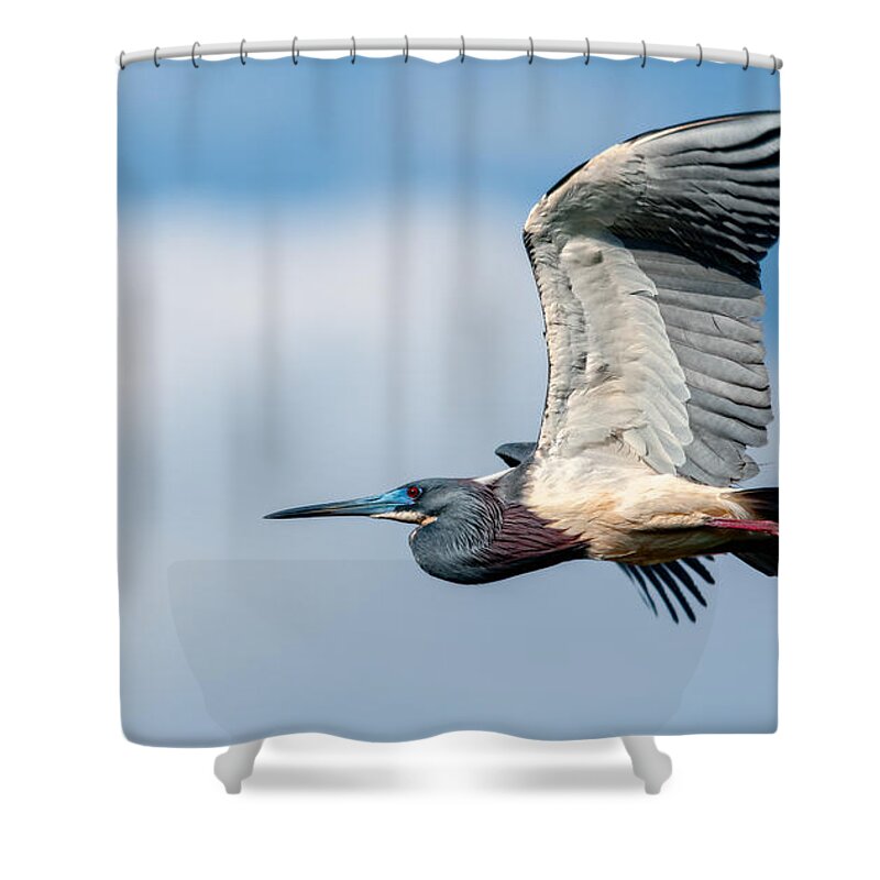 Art Shower Curtain featuring the photograph Tri-Colored Heron In Flight by Christopher Holmes