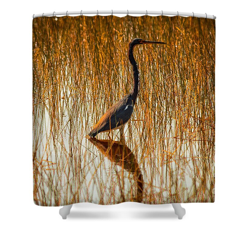 Nature Shower Curtain featuring the photograph Tricolored Heron on Grassy Swamp by George Kenhan