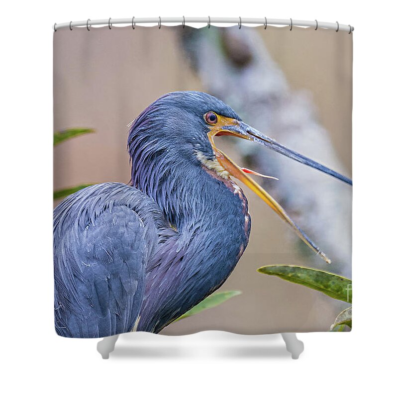 Nature Shower Curtain featuring the photograph Tricolored Heron Yawning UP CLOSE by DB Hayes