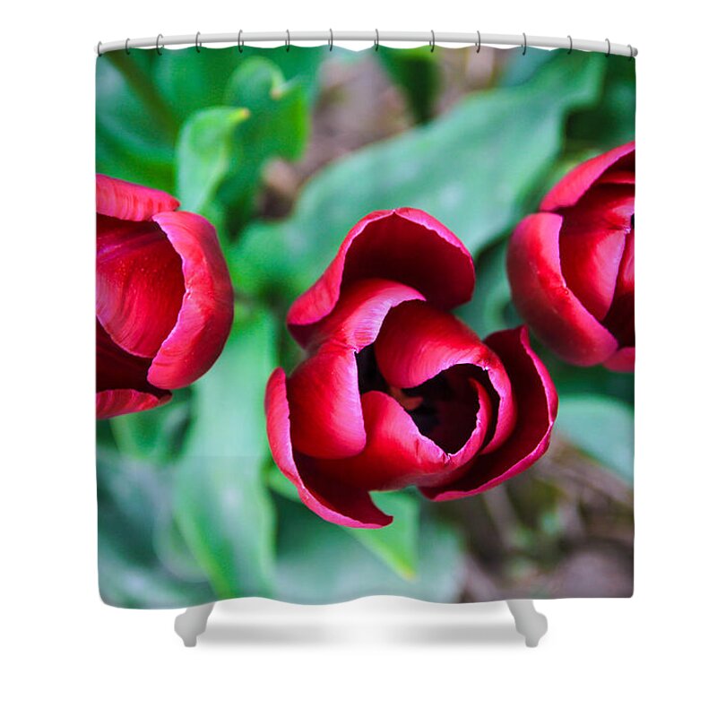 Tulips Shower Curtain featuring the photograph Trio of Tulips by Juli Ellen