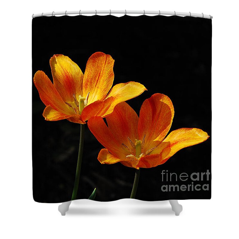 Tulips Shower Curtain featuring the photograph Triples by Lois Bryan