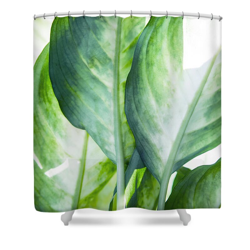 Summer Shower Curtain featuring the painting Tropic Green Abstract by Mark Ashkenazi