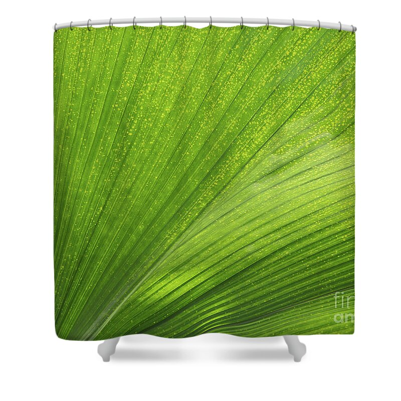 Leaf Shower Curtain featuring the photograph Tropical Abstract by Ann Horn